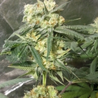 Phantom Kush Regular Cannabis Seeds | Grand Daddy Purp