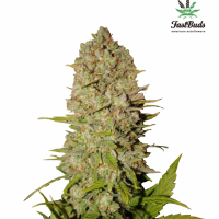 Pineapple Express Auto Feminised Cannabis Seeds | Fast Buds