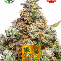 Pineapple Sativa Auto Feminised Cannabis Seeds | Kera Seeds