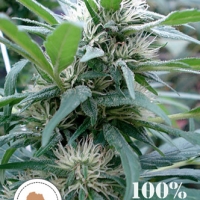 Apondo Mystic Regular Cannabis Seeds | Seeds of Africa