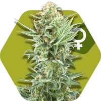 Power Kush Feminised Cannabis Seeds | Zambeza Seeds