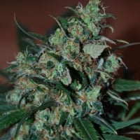 Power Bud Feminised Cannabis Seeds | Black Skull Seeds