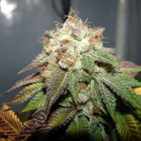 Pre98 Bubba BX2 Feminised Seeds | Cali Connection