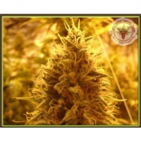Kalis_Fruitful_Cannabis_Seeds