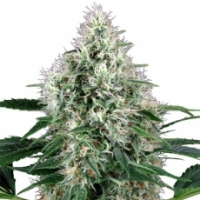 Power Plant Auto Feminised Cannabis Seeds | White Label Seed Company