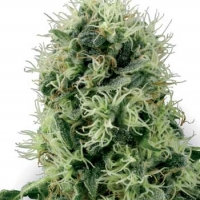 Pure Power Plant Feminised Cannabis Seeds | White Label Seed Company