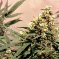  Pure Power Plant (PPP) Regular Cannabis Seeds | Nirvana