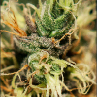 Pure Kush Feminised Cannabis Seeds | Green House Seeds 