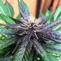 Purple Lightning Regular Cannabis Seeds | Next Generation Seeds 