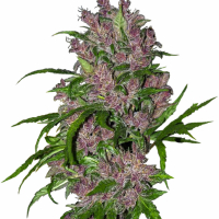 Purple Bud Auto Feminised Cannabis Seeds | White Label Seed Company