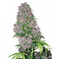 Purple Bud Feminised Cannabis Seeds | White Label Seed Company