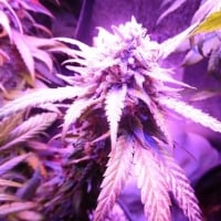 Purple Envy Feminised Cannabis Seeds | Feminized Seeds