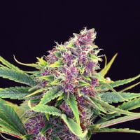 Purple Kush Feminised Cannabis Seeds | Kannabia
