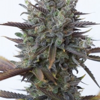 Purple Orange CBD Feminised Cannabis Seeds | Dinafem Seeds