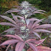 Purple Pineberry Feminised Cannabis Seeds | Secret Valley