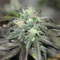 Purple Buddha Regular Cannabis Seeds | BC Bud Depot