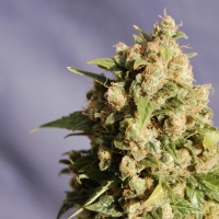 Kiss (Formerly Queso) Feminised Cannabis Seeds