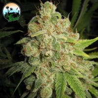 Raspberry Zkittlez Auto Feminised Cannabis Seeds - Cali Weed
