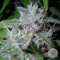 Raspberry OG Regular Cannabis Seeds | Apothecary Genetics Seeds
