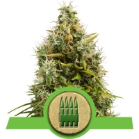 Royal AK Auto Feminised Cannabis Seeds | Royal Queen Seeds