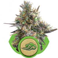 Royal Bluematic Auto Feminised Cannabis Seeds | Royal Queen Seeds
