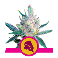 Royal Cheese Fast V Feminised Cannabis Seeds | Royal Queen Seeds