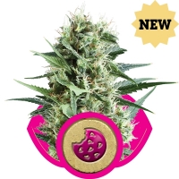 Royal Cookies Feminised Cannabis Seeds | Royal Queen Seeds