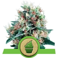 Royal Creamatic Auto Feminised Cannabis Seeds | Royal Queen Seeds