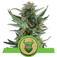 Royal Dwarf Auto Feminised Cannabis Seeds | Royal Queen Seeds