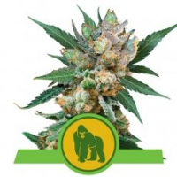 Royal Gorilla Auto Feminised Cannabis Seeds | Royal Queen Seeds