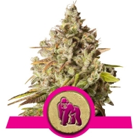Royal Gorilla Feminised Cannabis Seeds | Royal Queen Seeds