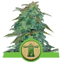 Royal Haze Auto Feminised Cannabis Seeds | Royal Queen Seeds