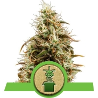 Royal Jack Auto Feminised Cannabis Seeds | Royal Queen Seeds