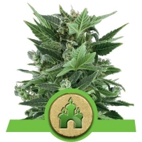 Royal Kush Automatic Feminised Cannabis Seeds | Royal Queen Seeds