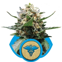 Royal Medic Feminised Cannabis Seeds | Royal Queen Seeds