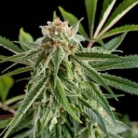 Royal Haze Feminised Cannabis Seeds | Dinafem Seeds