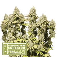 Rucu Rucu OG Feminised Cannabis Seeds | Seed Stockers