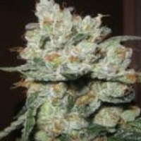 Santa Cruz Kush Feminised Cannabis Seeds | Sagarmartha Seeds