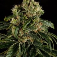 Santa Sativa Feminised Cannabis Seeds | Dinafem Seeds