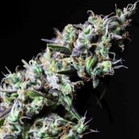 Icer Feminised Cannabis Seeds | R-Kiem Seeds