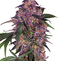 Sensi Purple Kush Feminised Cannabis Seeds - Sensi Seeds