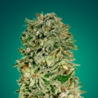 Shark Widow CBD Feminised Cannabis Seeds | Advanced Seeds 