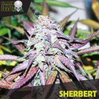 Sherbert Feminised Cannabis Seeds | Black Skull Seeds