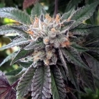 BC Shiatsu Kush Regular Cannabis Seeds | BC Bud Depot