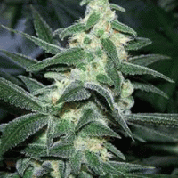Silver Bullet Feminised Cannabis Seeds | Sagarmartha Seeds