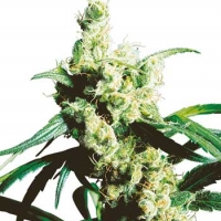 Silver Haze Regular Cannabis Seeds | Sensi Seeds