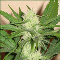 Skunk Wreck Feminised Cannabis Seeds (Formally Known As) Cheese Wreck