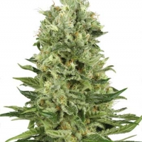 Skunk # 1 Automatic Feminised Cannabis Seeds | White Label Seed Company