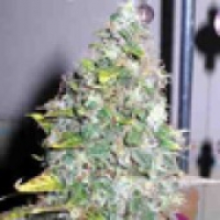 Smurfberry Automatic Feminised Cannabis Seeds | Sagarmartha Seeds
