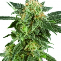 Snow Ryder Automatic Feminised Cannabis Seeds | White Label Seed Company